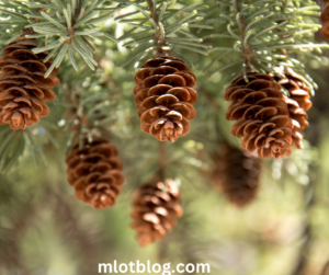 Glitter-Dipped Pinecones