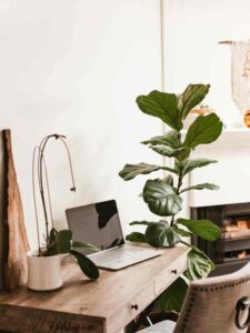 Desk-Plants