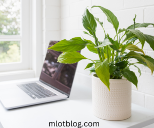 Desk Plants