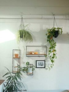 HANGING-PLANTS-WALL