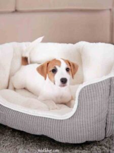 Launder-pet-bedding