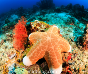 Large Starfish